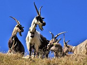 Ritorno sul Monte Valletto (2371 m) con Avaro (2080 m), Monte di Sopra (2269 m) dai Piani dell’Avaro il 12 settembre 2022 - FOTOGALLERY